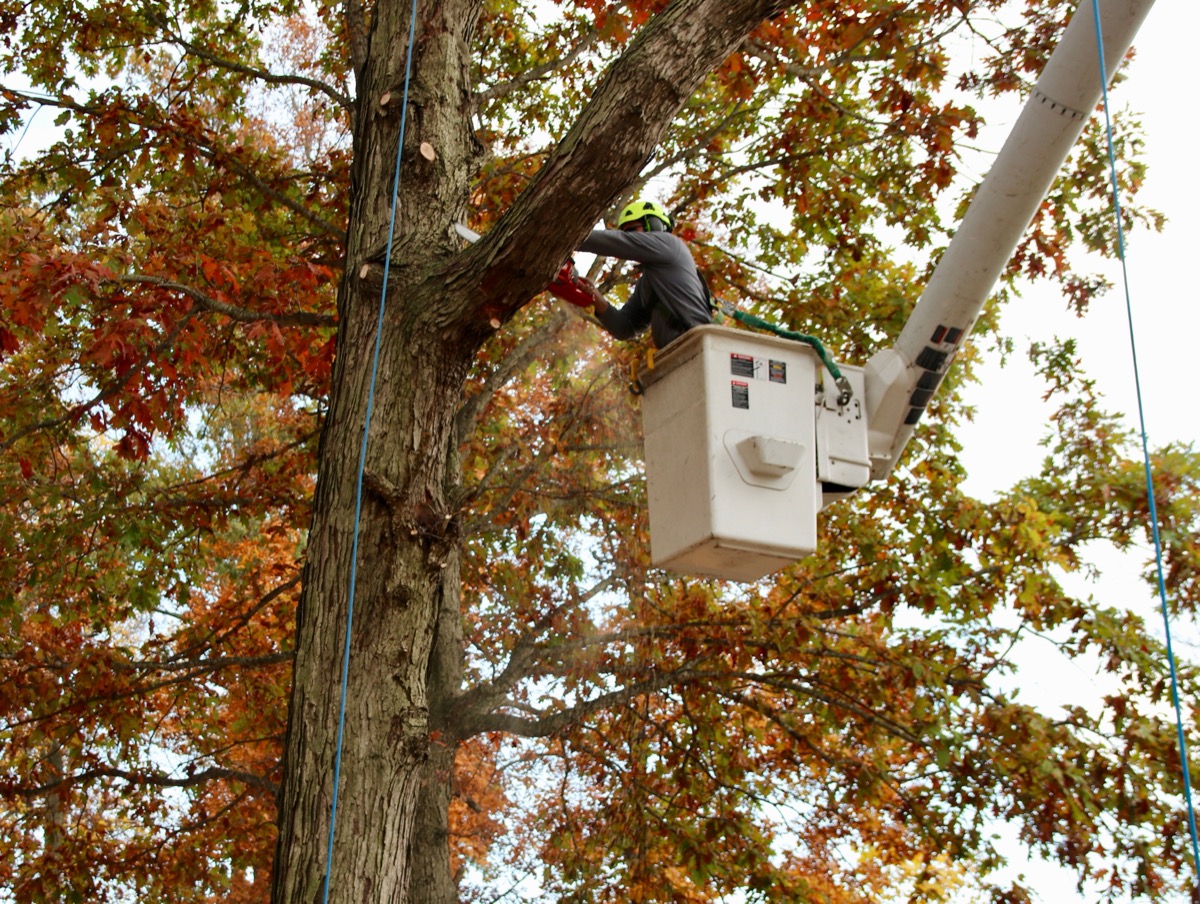 pruning pruning
