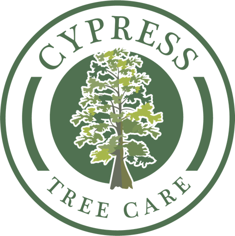 Cypress Tree Care