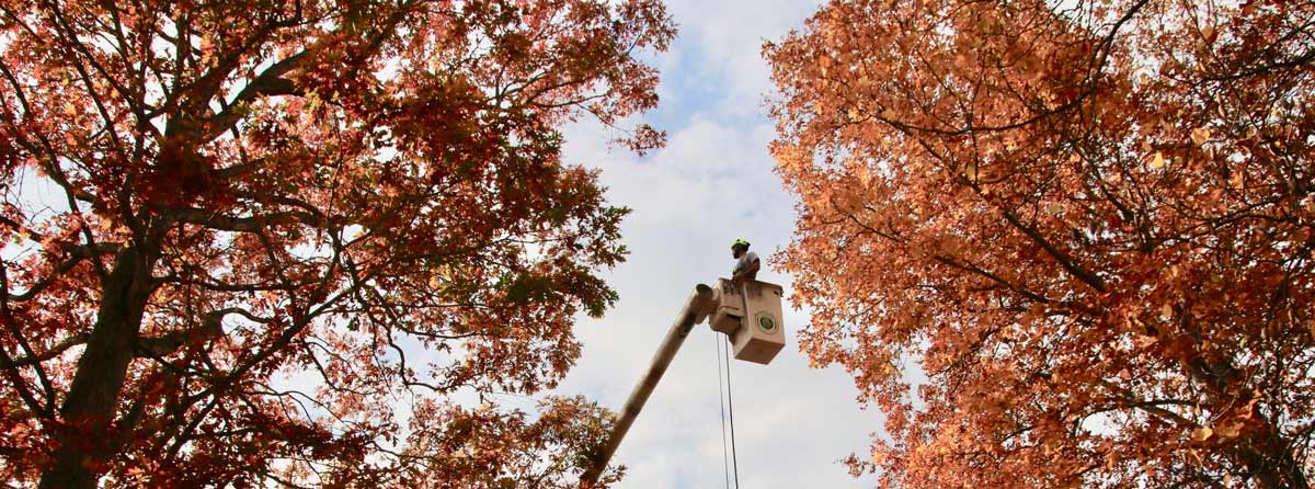 Tree Care Services Overview