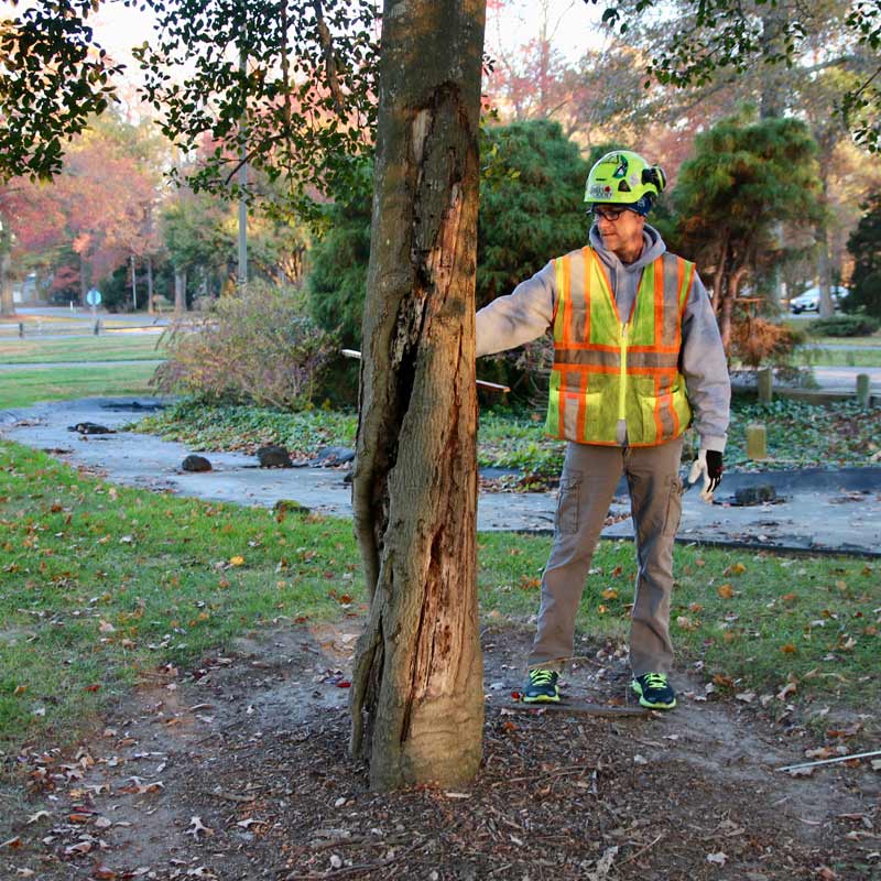 Tree Inspection