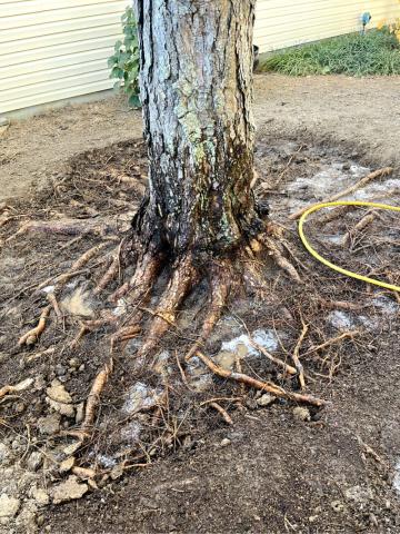 Deep root 