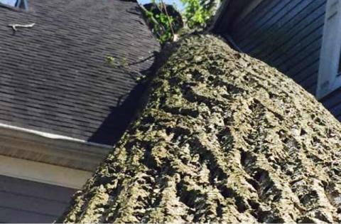 Storm damage