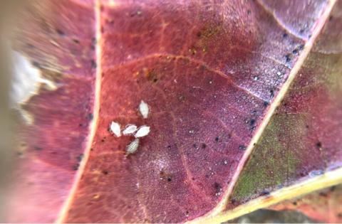 Tree Bugs