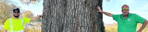 Tree Care