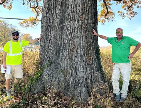Tree Consulting