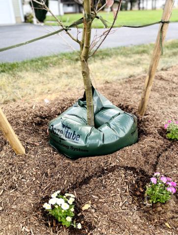 Tree Planting