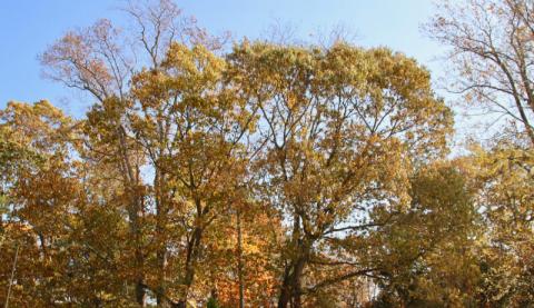 Trees