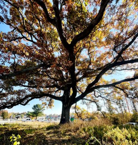 Under Tree