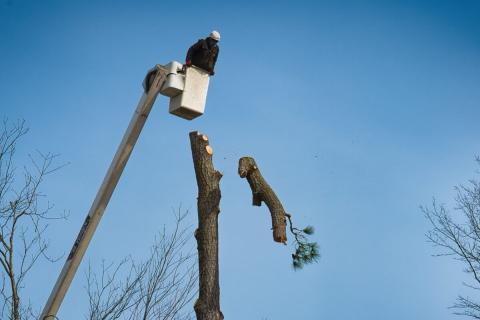 Tree Cut