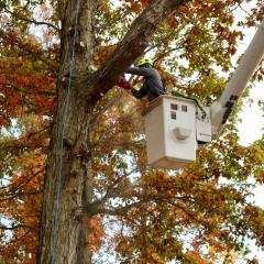 The Importance of Pruning Trees: Enhancing Health, Safety, and Beauty